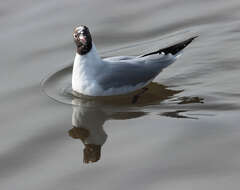 Image of Black-headed Gull