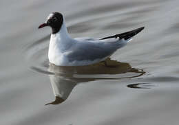 Image of Black-headed Gull