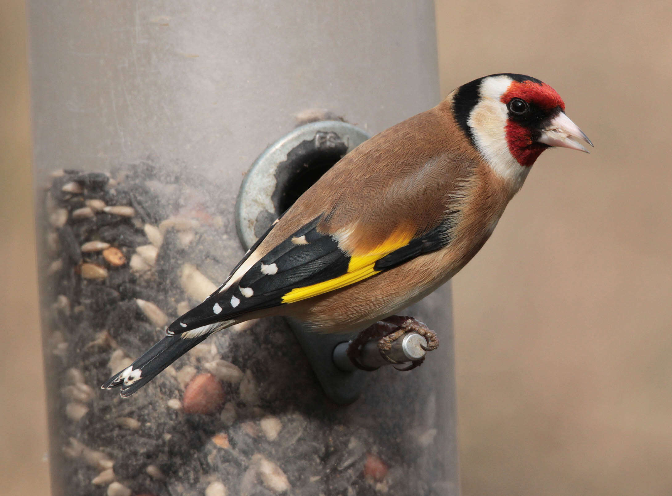 Image of European Goldfinch