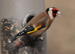 Image of European Goldfinch