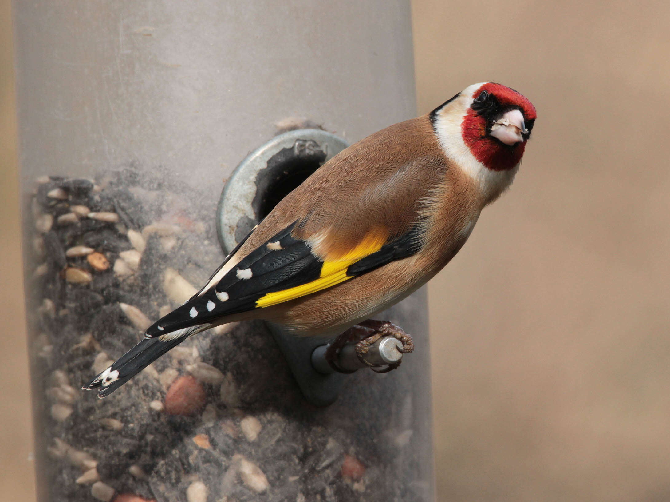 Image of European Goldfinch