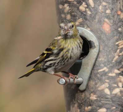 Image of Eurasian Siskin