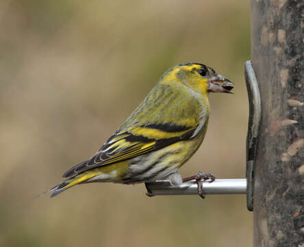 Image of Eurasian Siskin