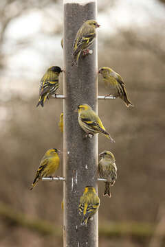 Image of Eurasian Siskin