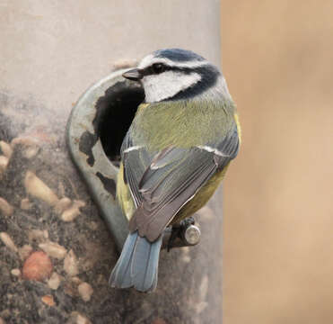 Image of Tit