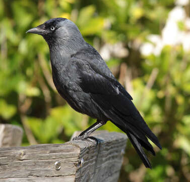 Image of Eurasian Jackdaw