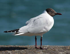 Image of Black-headed Gull