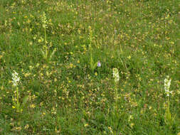 Image of Greater butterfly orchid