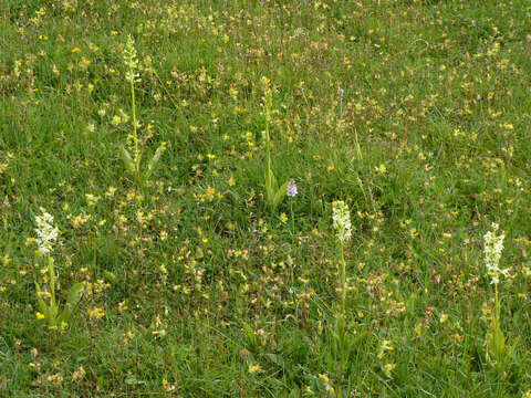 Image of Greater butterfly orchid