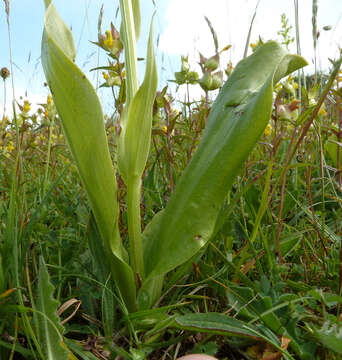 Image of Greater butterfly orchid