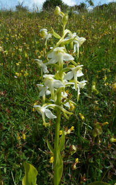 Image of Greater butterfly orchid