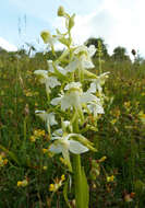 Image of Greater butterfly orchid