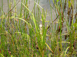 Image of European bur-reed