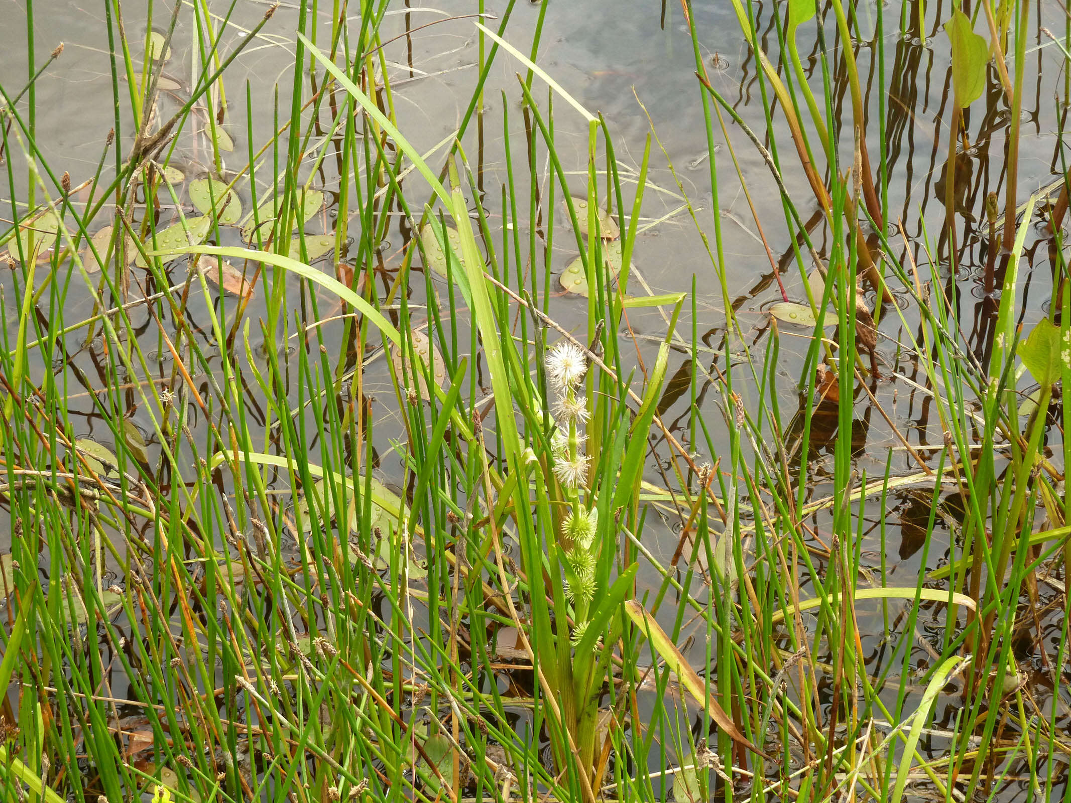 Image of European bur-reed