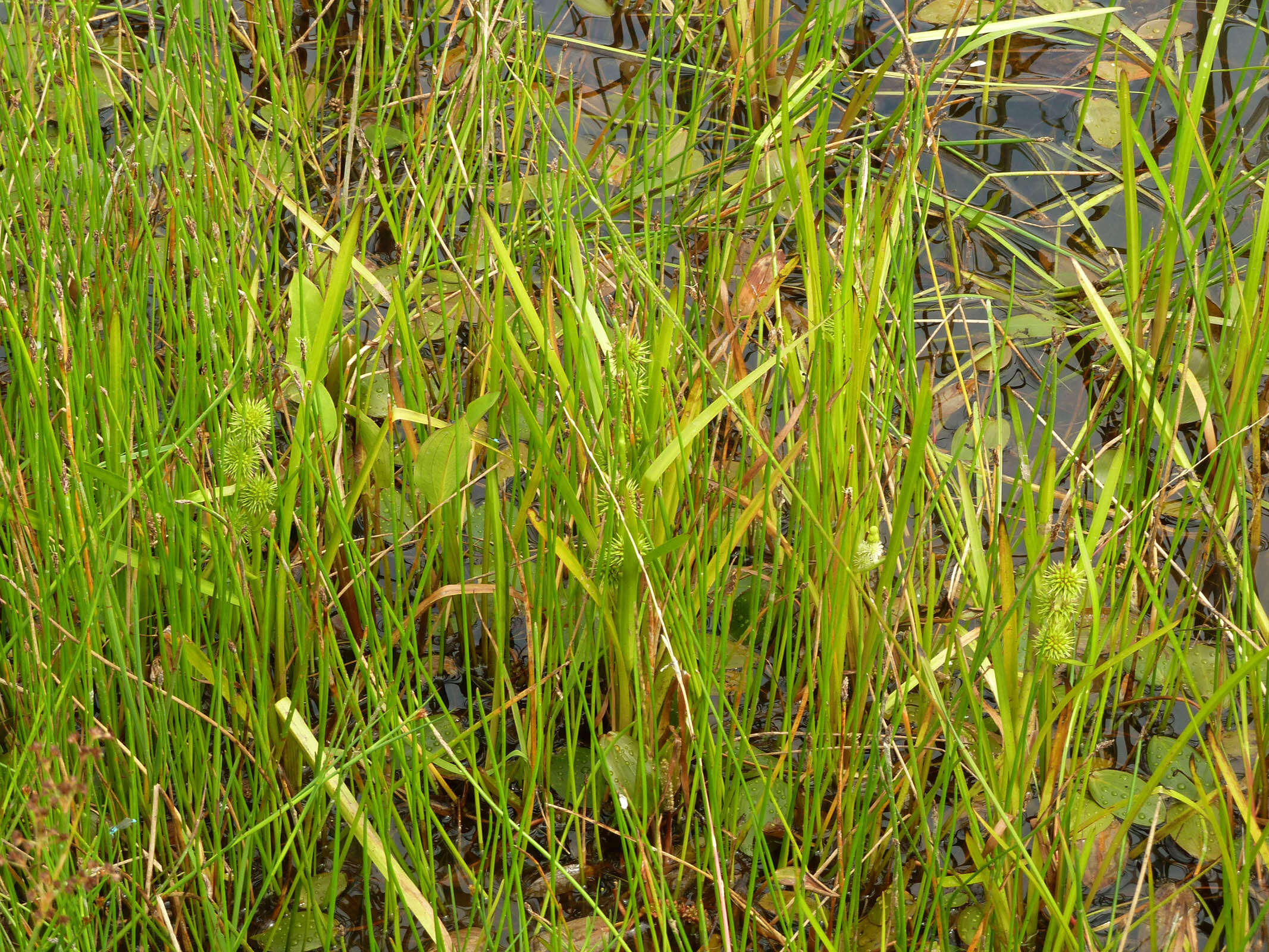 Image of European bur-reed