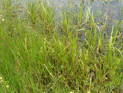 Image of European bur-reed