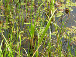 Image of European bur-reed