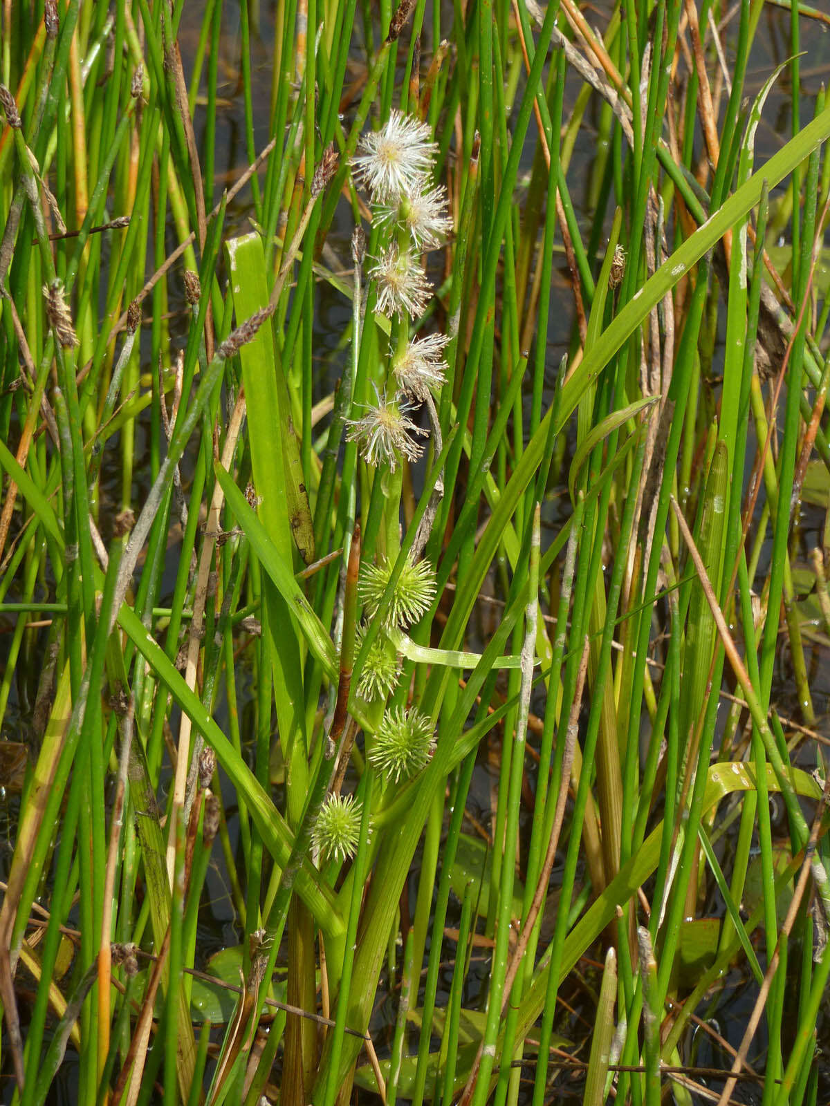 Image of European bur-reed