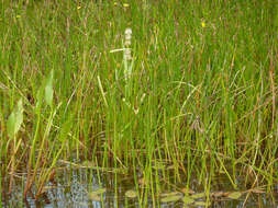 Image of European bur-reed