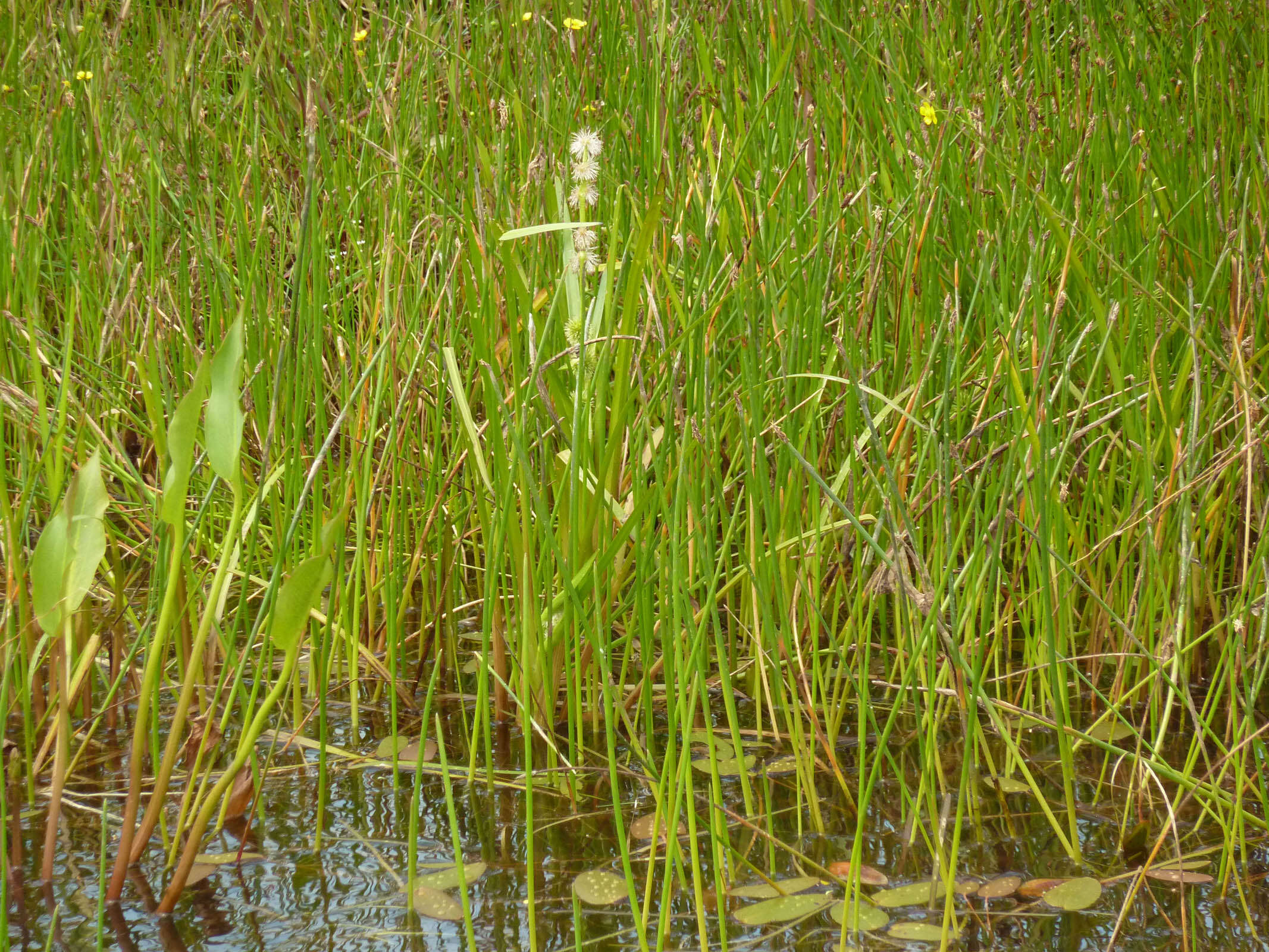 Image of European bur-reed