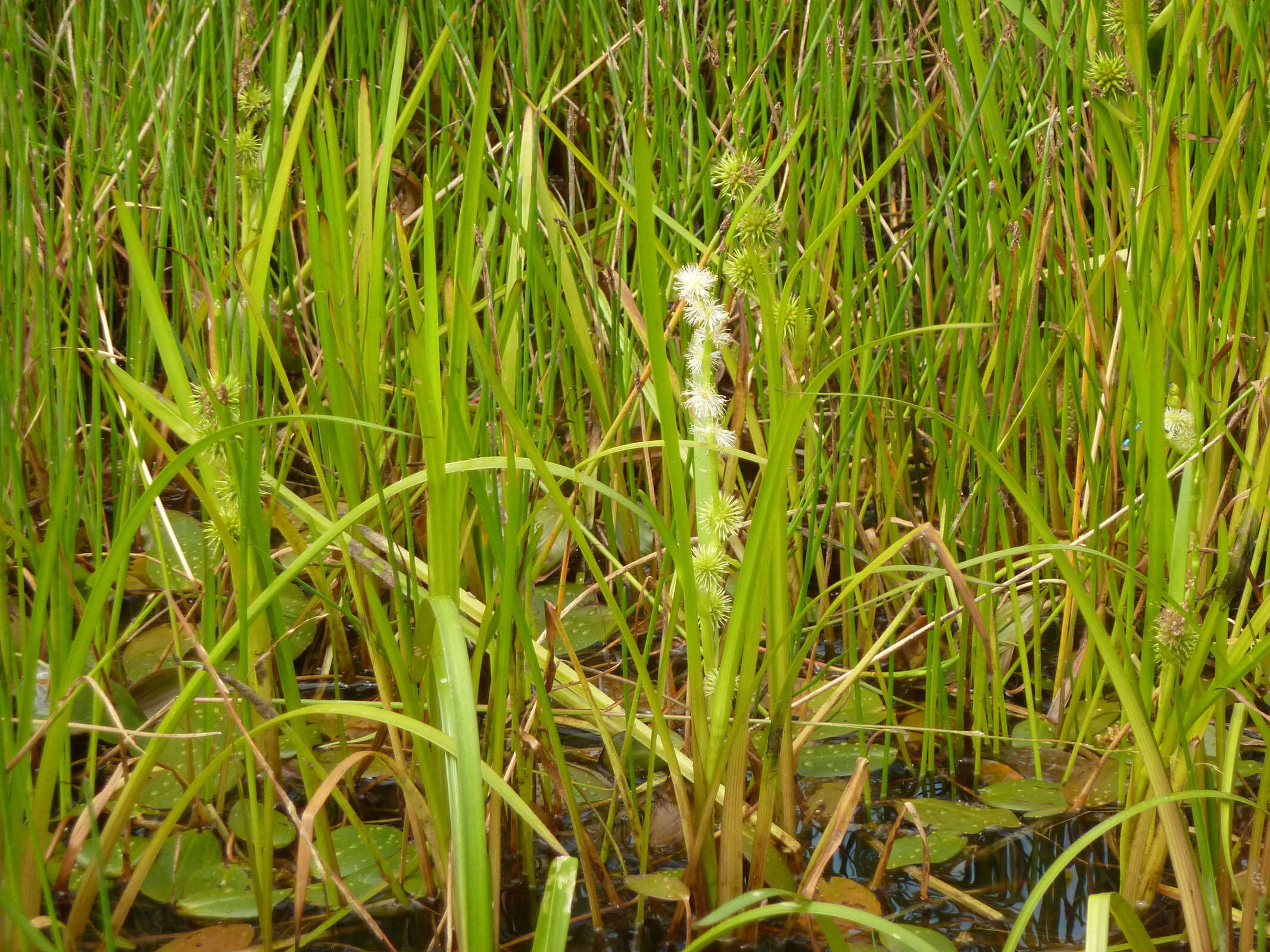 Image of European bur-reed