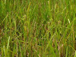 Image of European bur-reed