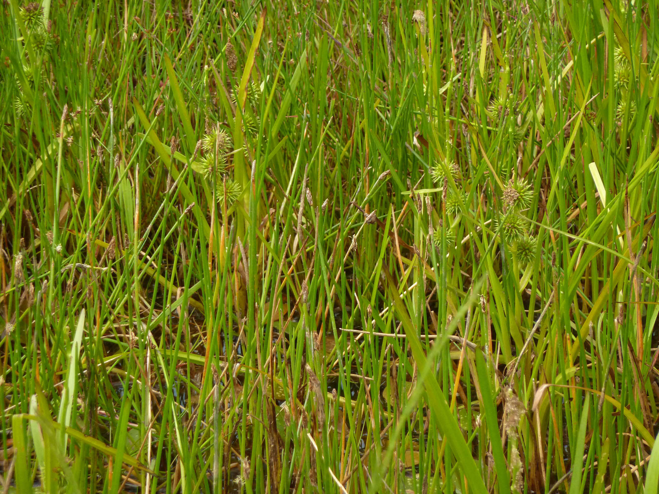 Image of European bur-reed