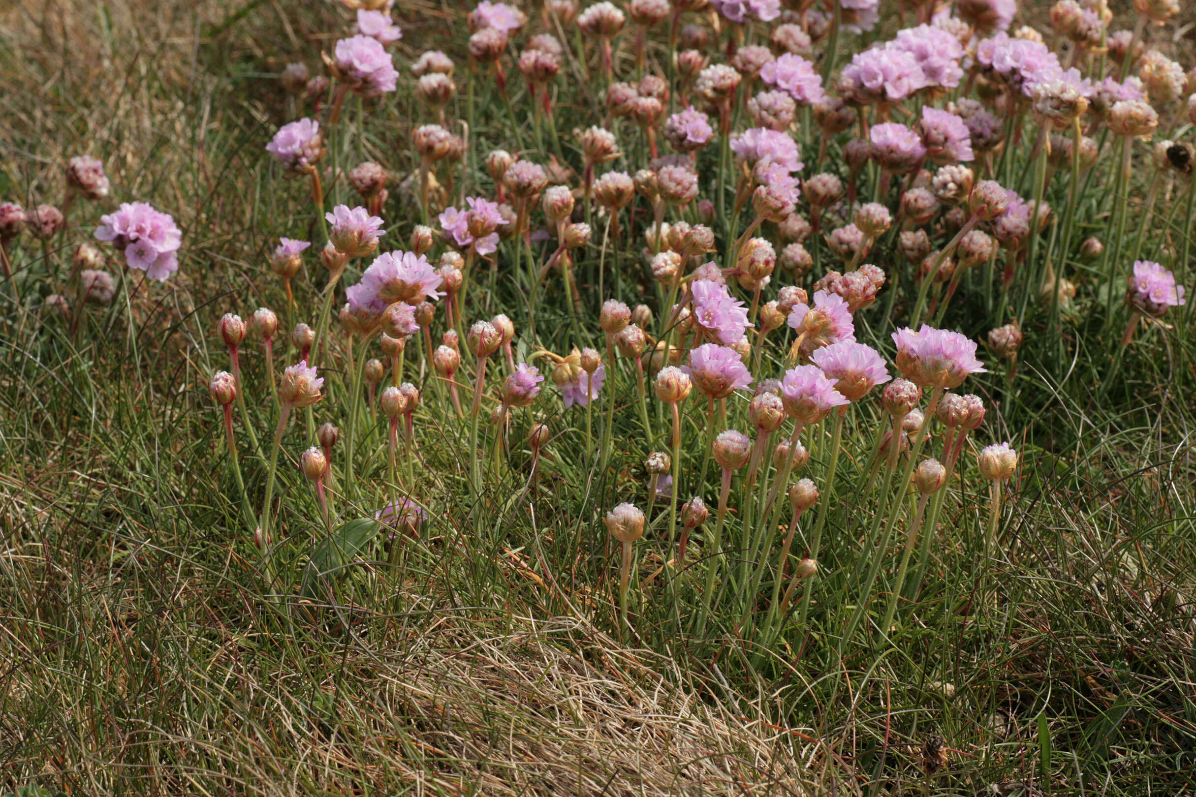 Image of thrift seapink