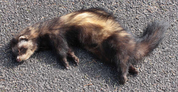 Image of western polecat, polecat