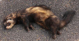 Image of western polecat, polecat