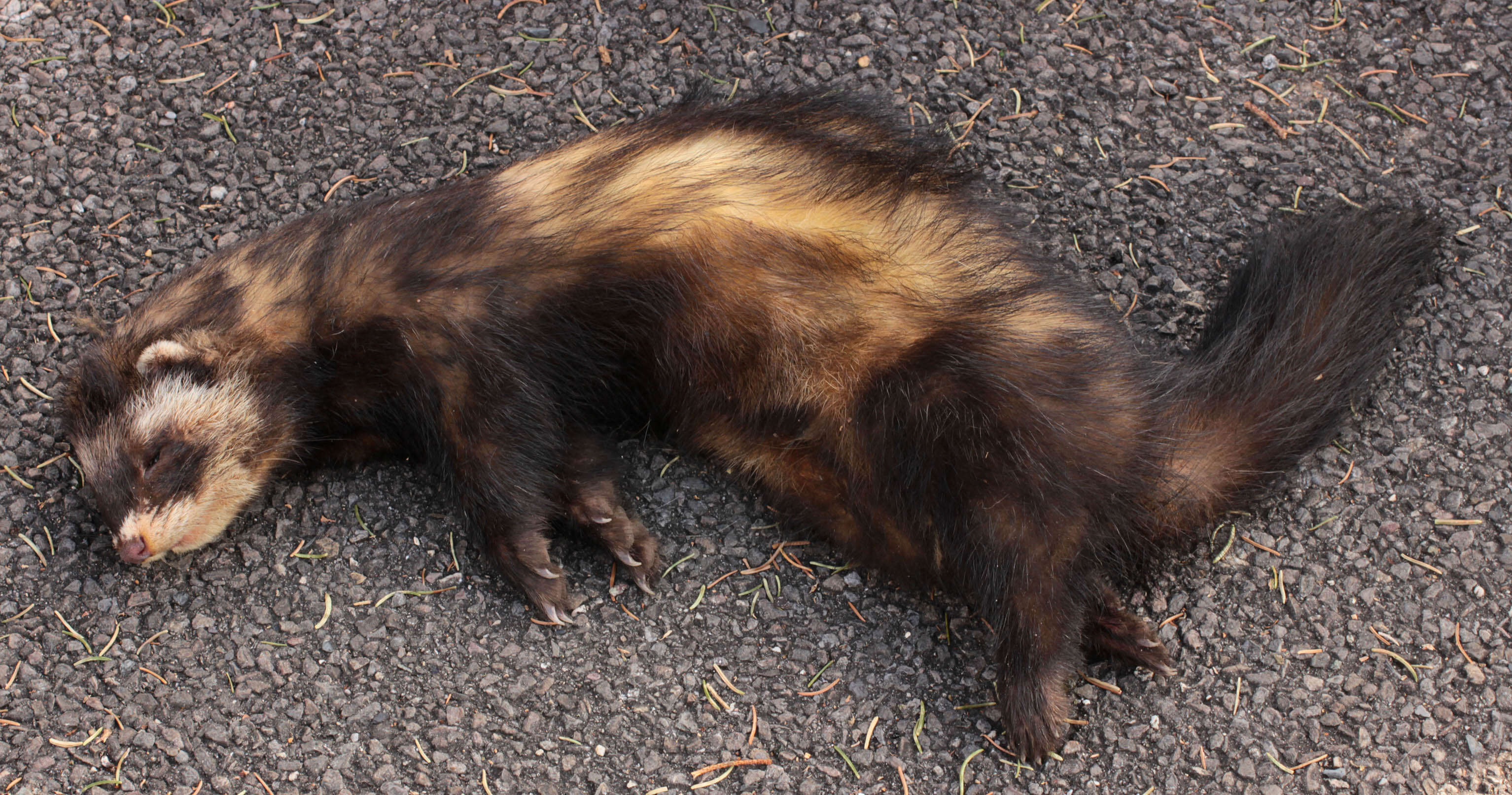 Image of western polecat, polecat