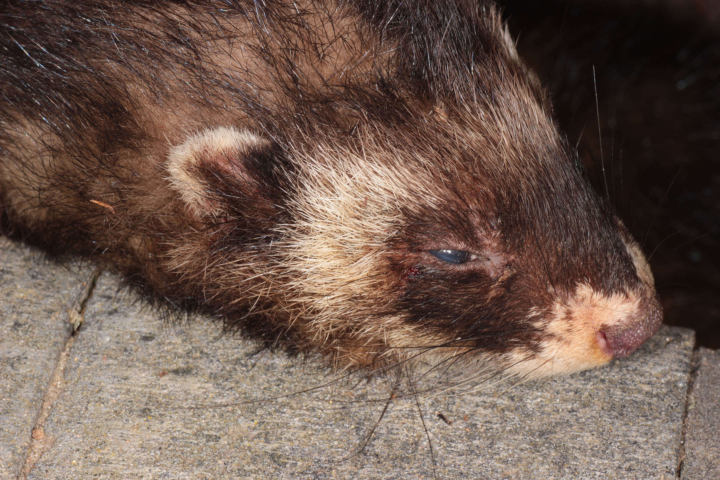 Image of western polecat, polecat