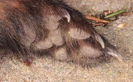 Image of western polecat, polecat