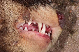 Image of western polecat, polecat