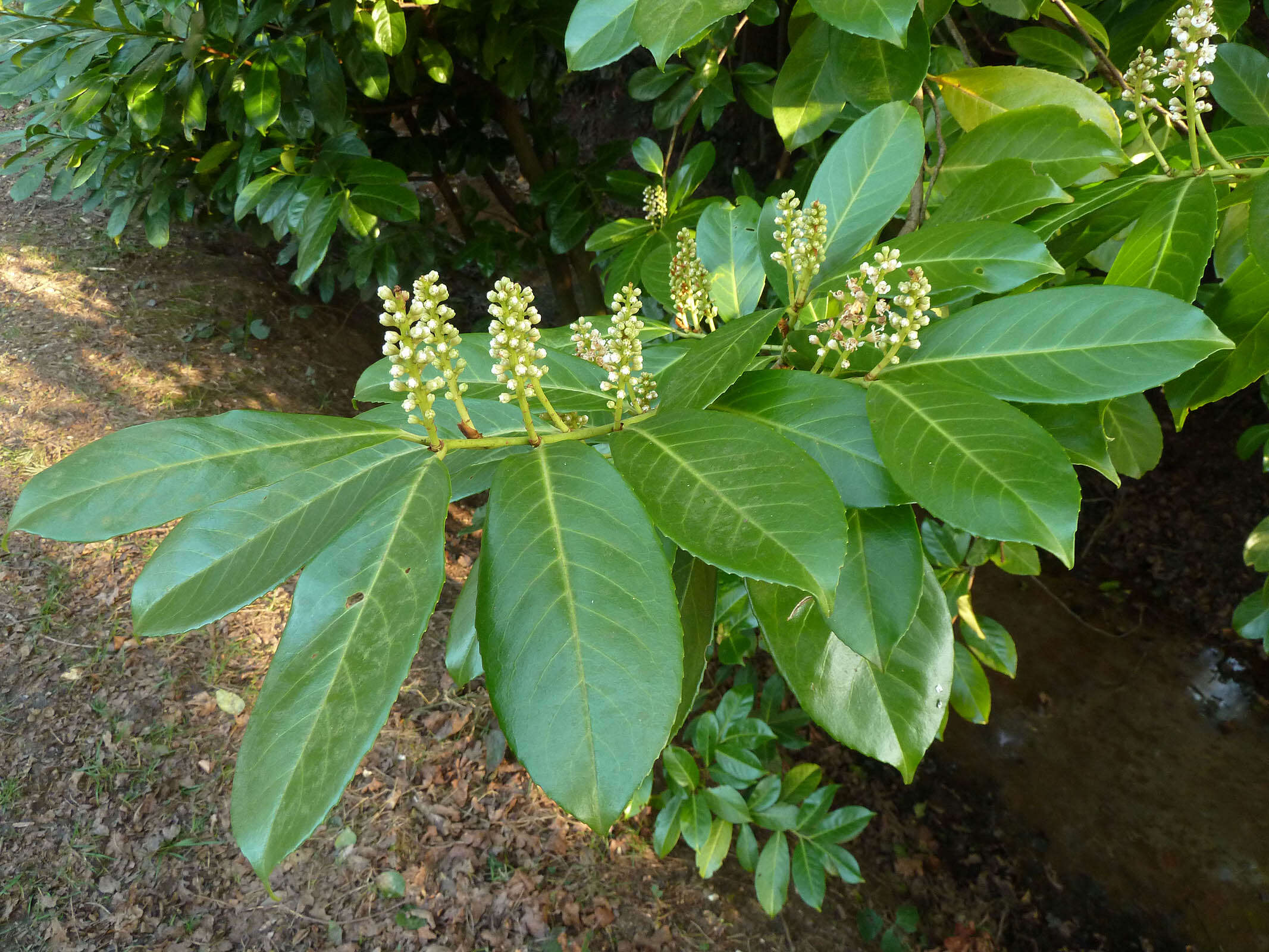 Image of Cherry-laurel