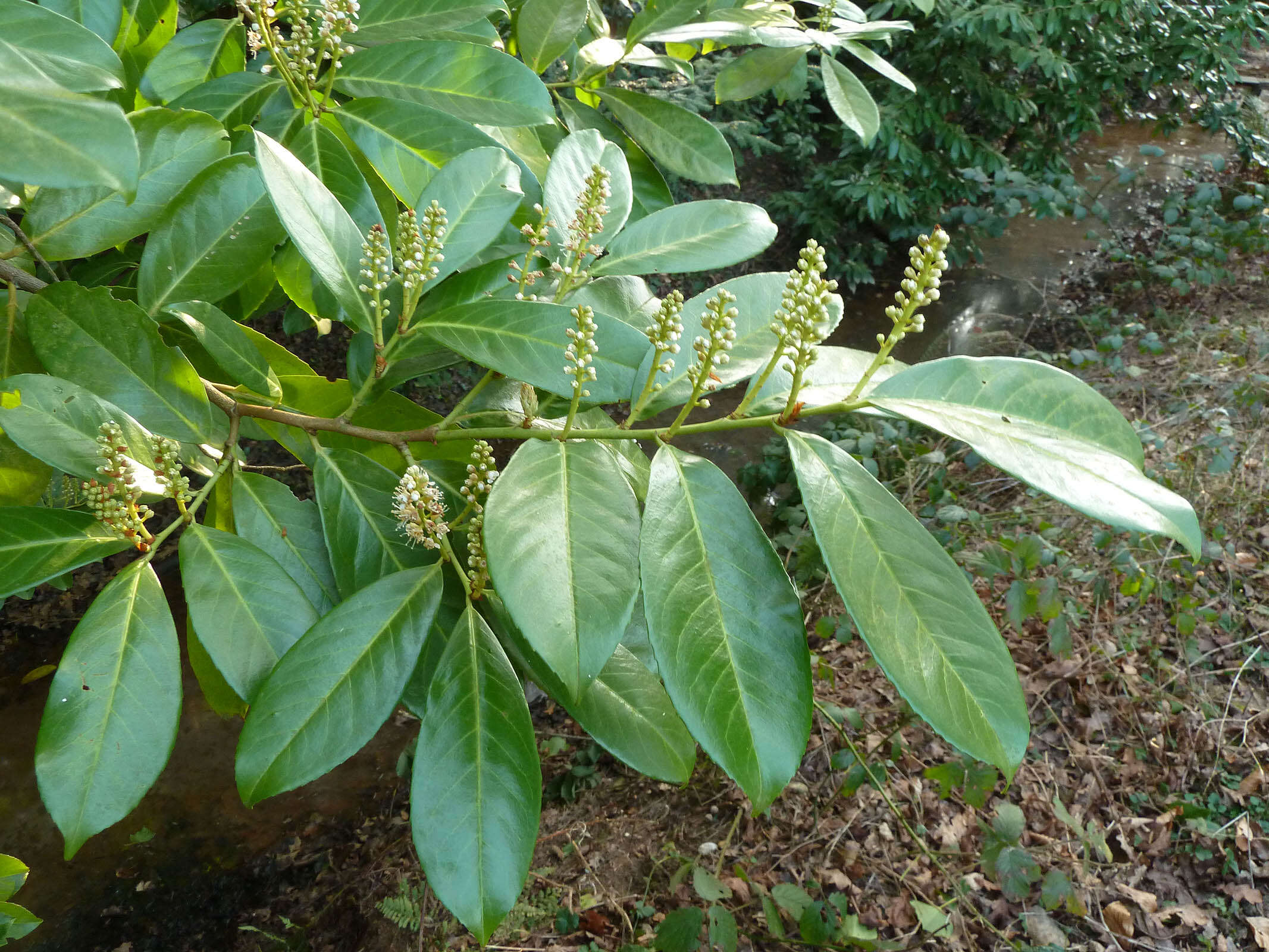 Image of Cherry-laurel