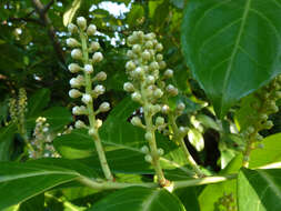 Image of Cherry-laurel