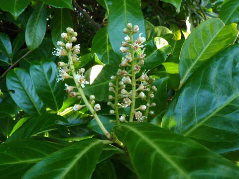 Image of Cherry-laurel