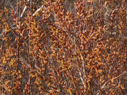 Image of Bog-myrtle