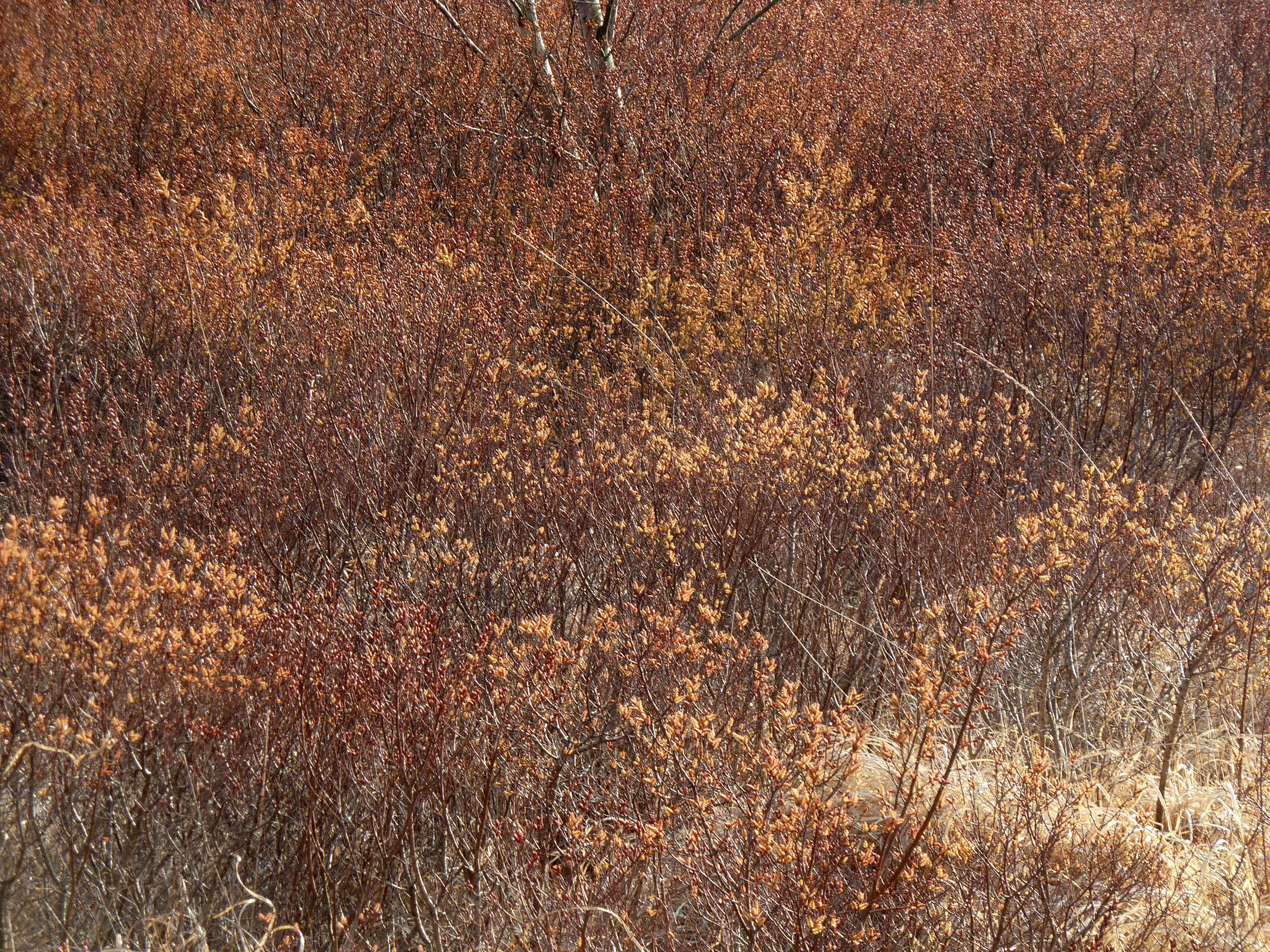 Image of Bog-myrtle