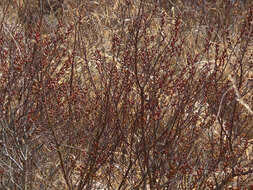 Image of Bog-myrtle