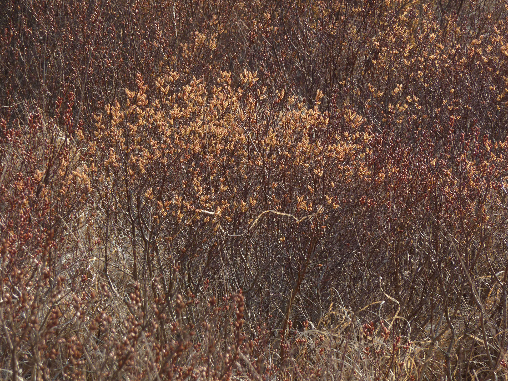 Image of Bog-myrtle