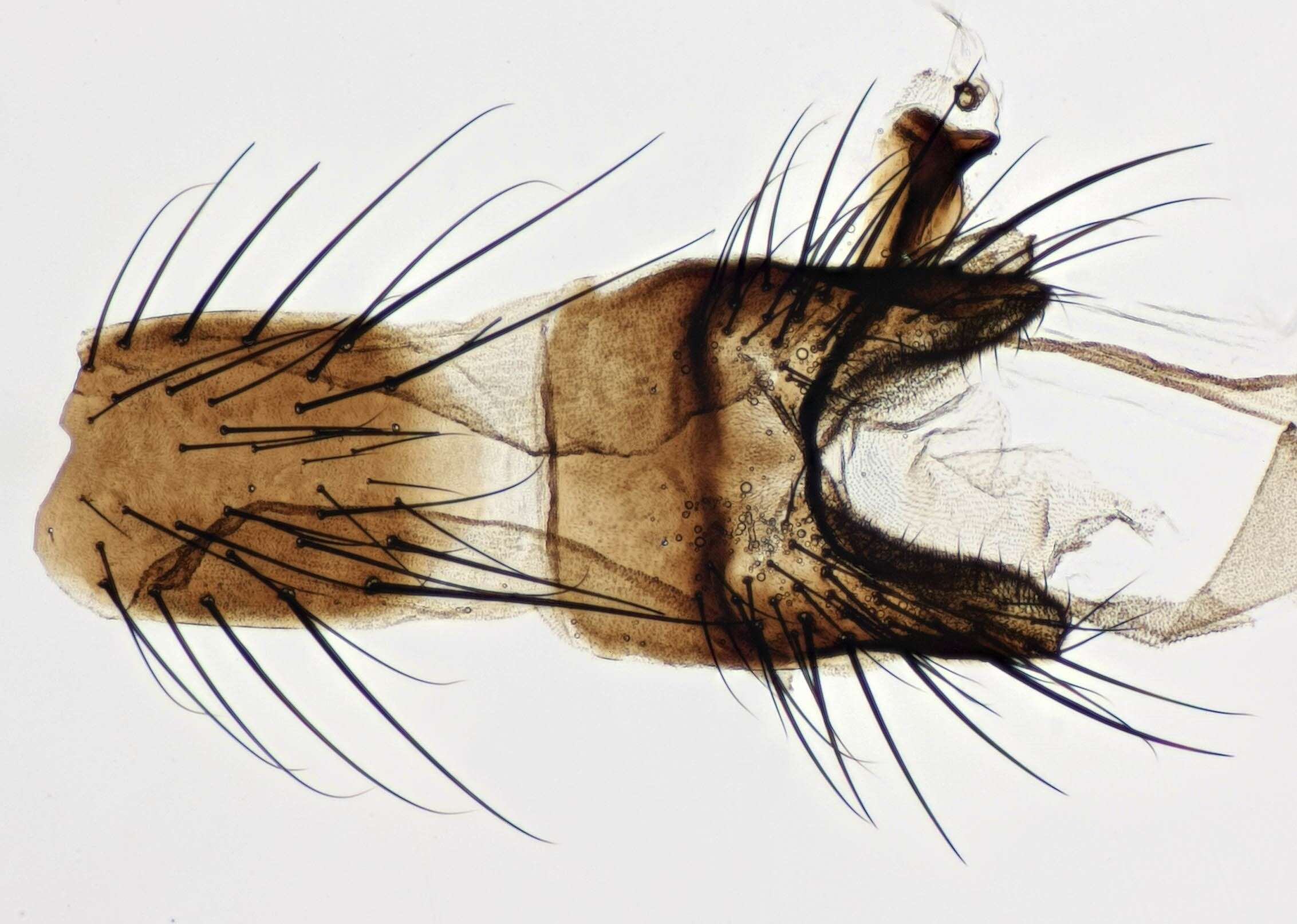 Image of Lasiomma seminitidum (Zetterstedt 1845)