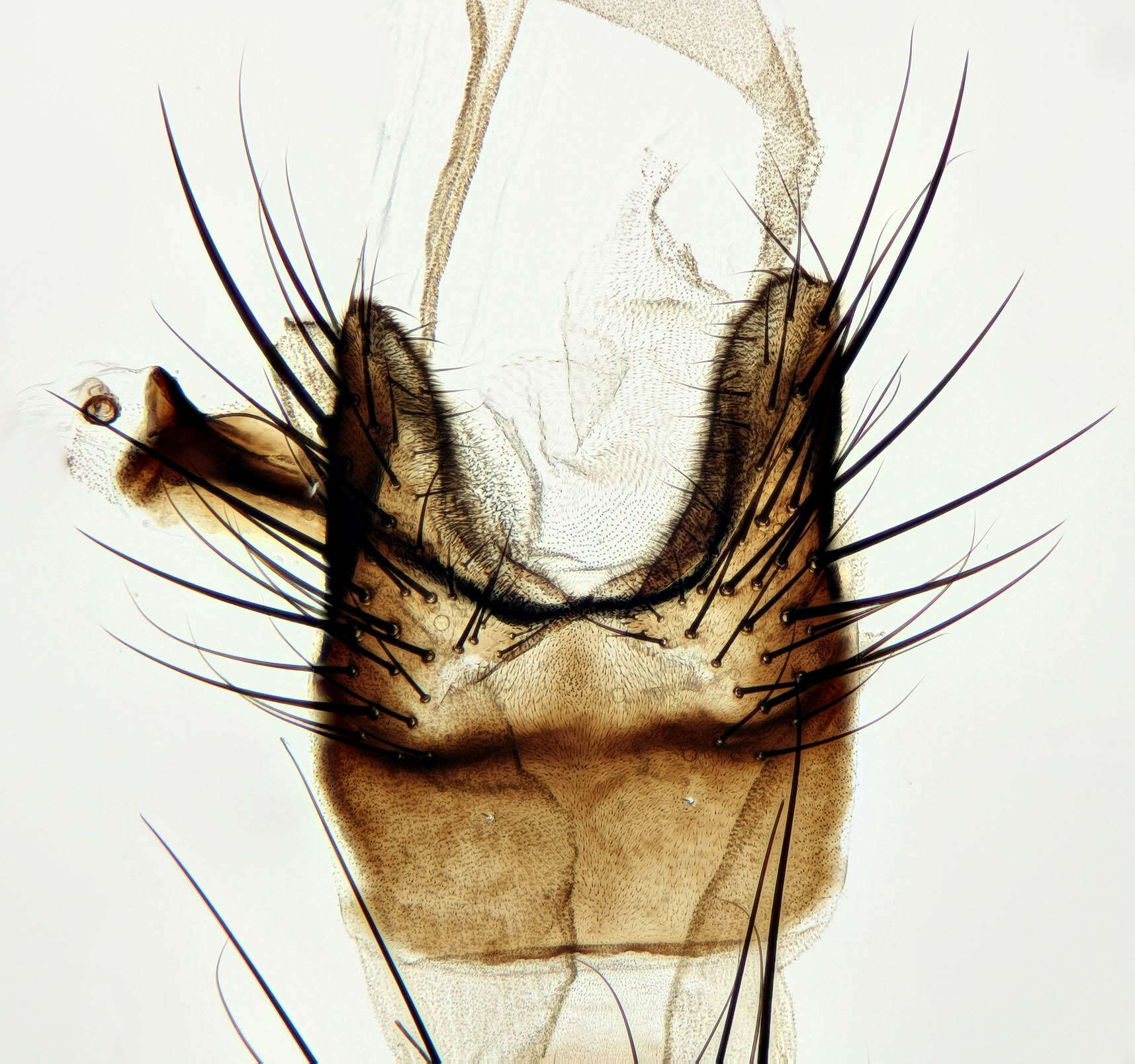 Image of Lasiomma seminitidum (Zetterstedt 1845)