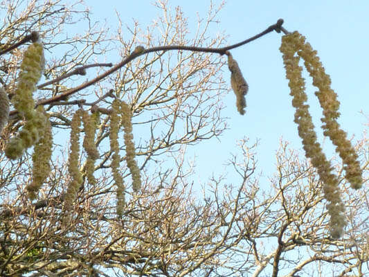 Image of Cobnut