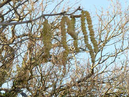 Image of Cobnut