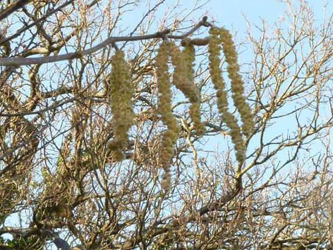 Image of Cobnut