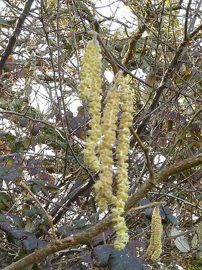 Image of Cobnut