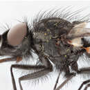 Image of Egle ciliata (Walker 1849)