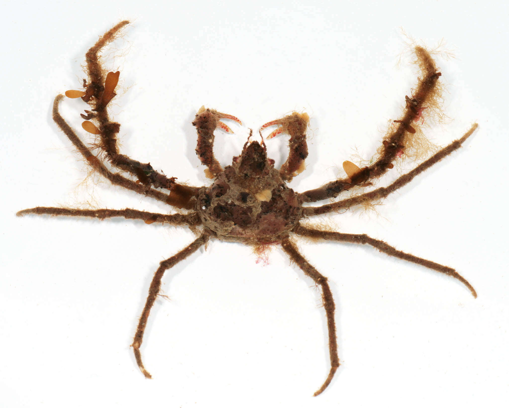 Image of Leach's spider crab